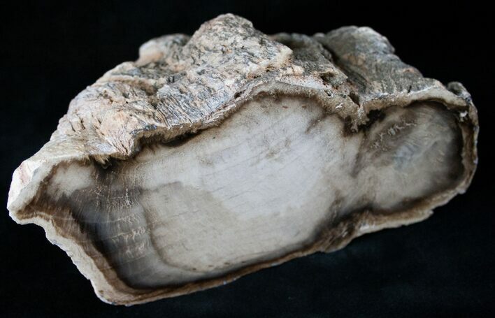 Petrified Cherry Wood End Cut - McDermitt, OR #13989